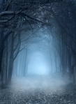 foggy path through trees